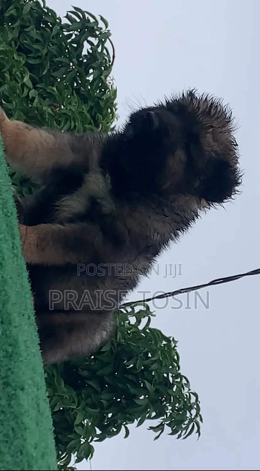 1-3 months Female Purebred Caucasian Shepherd