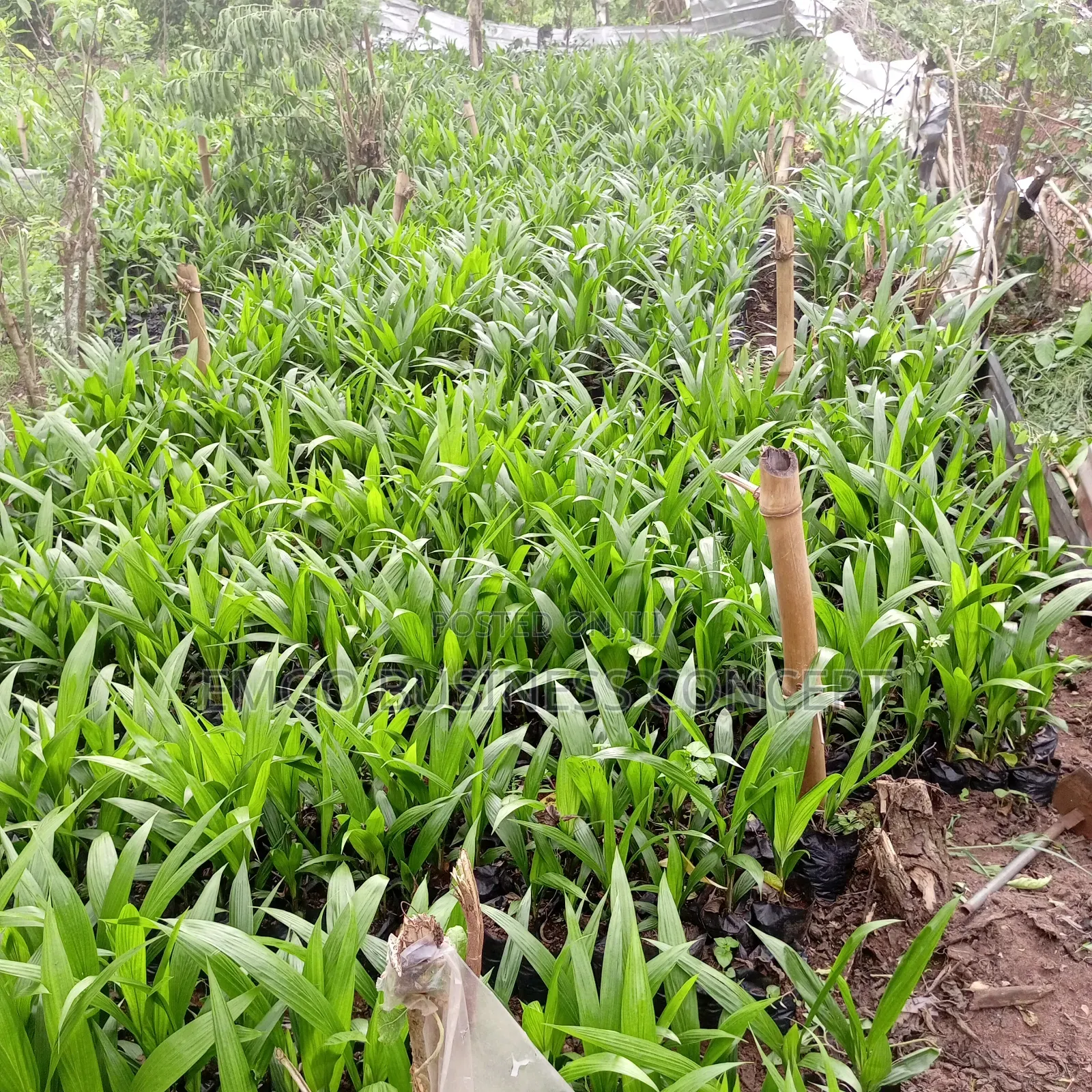 Tenera Oil Palm Variety Seedlings