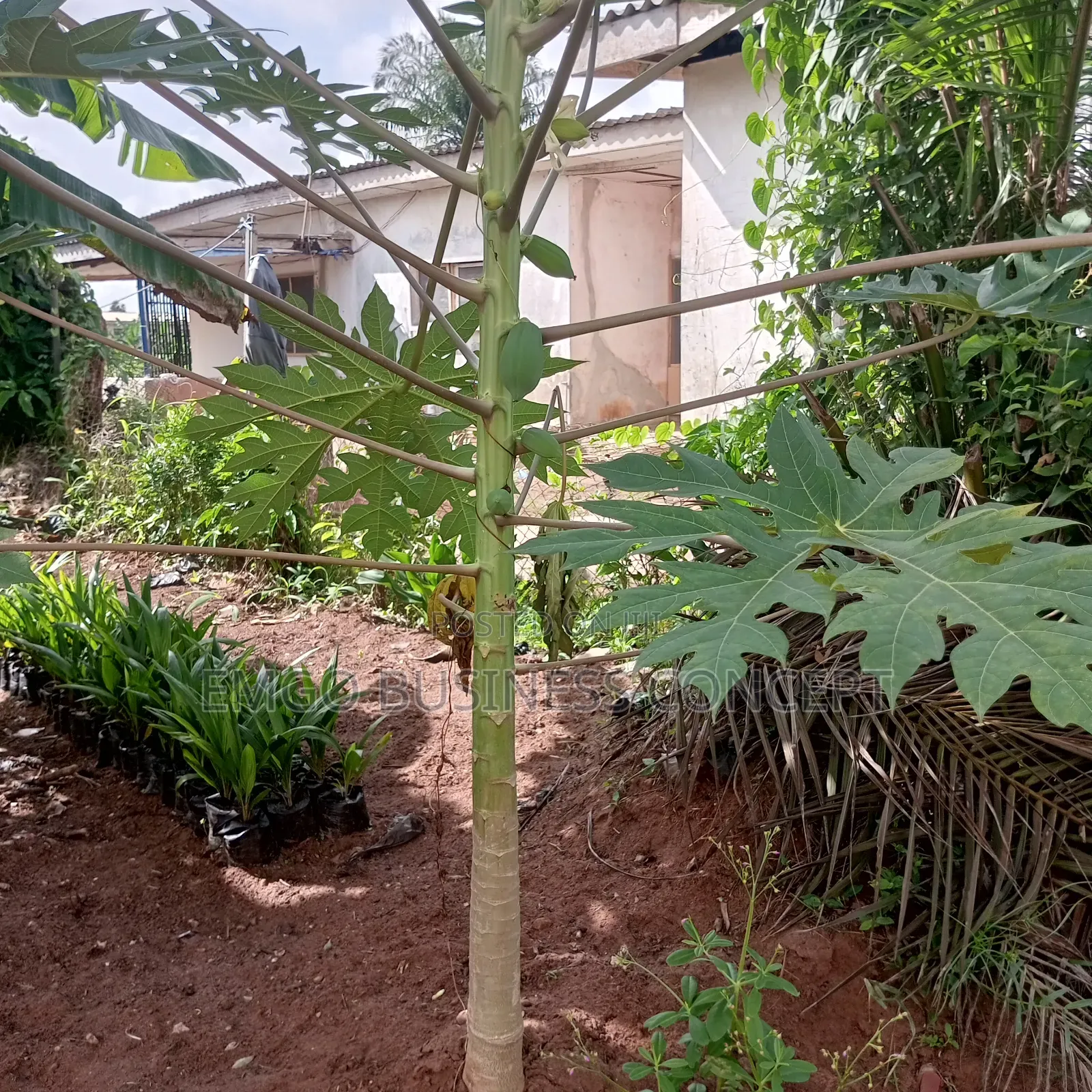 Dwarf Hybrid Pawpaw