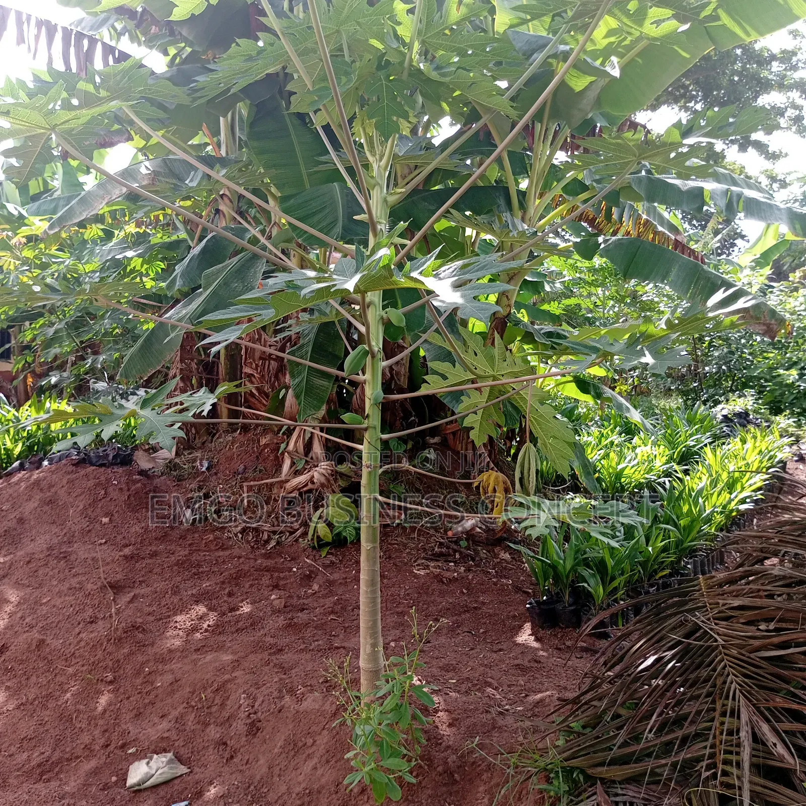 Dwarf Hybrid Pawpaw