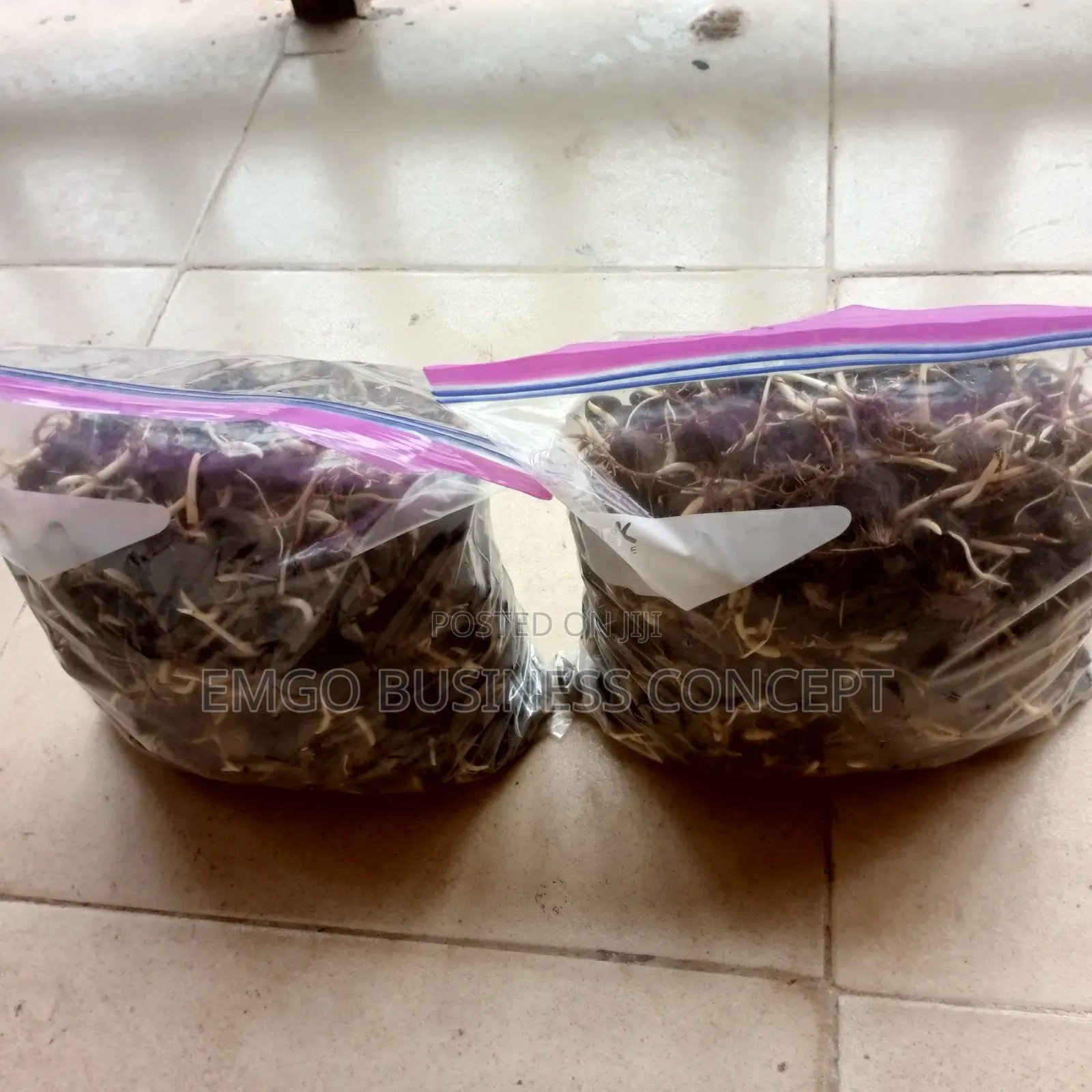 Sprouted Tenera Species Oil Palm Nuts