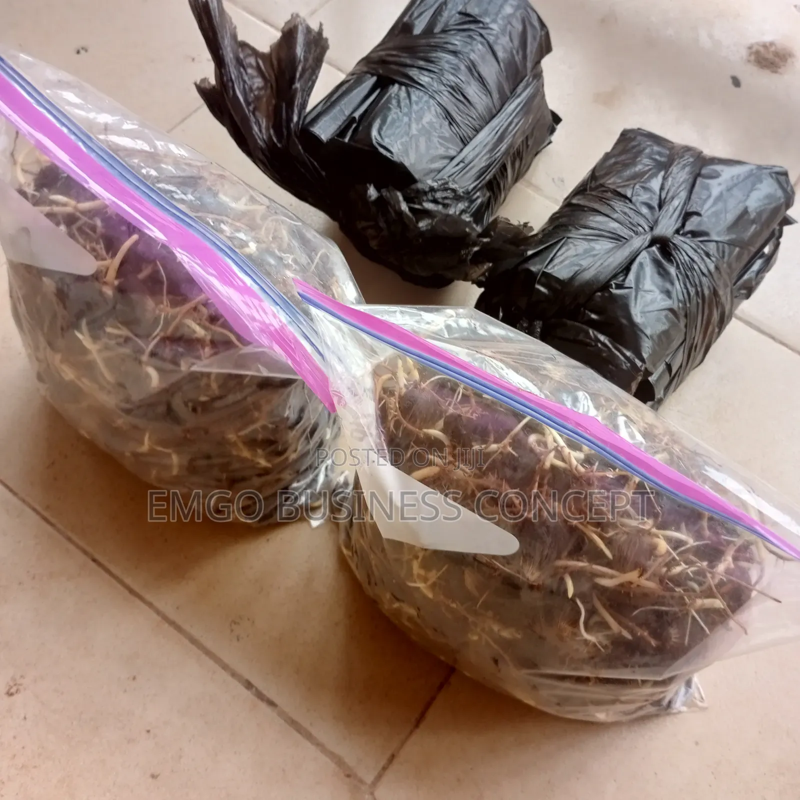 Sprouted Tenera Species Oil Palm Nuts