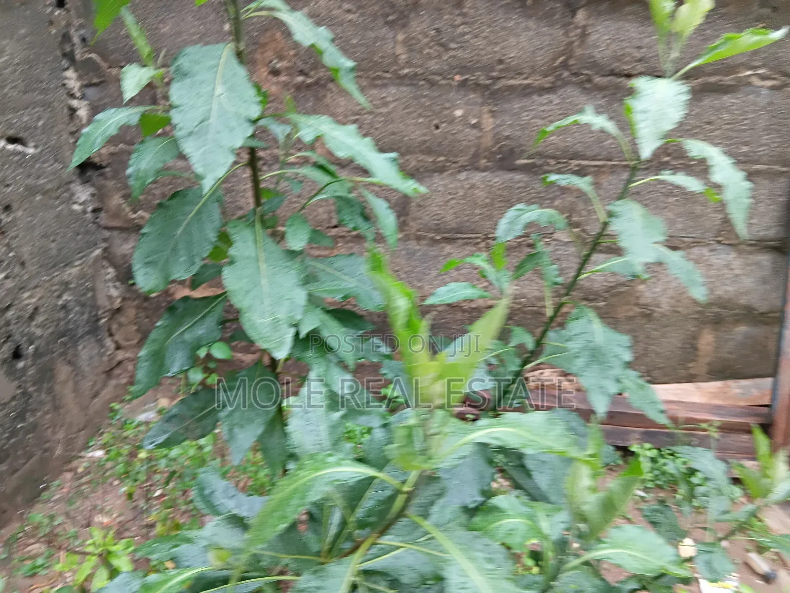 17 Acres Industrial Ashara Town Ogun State