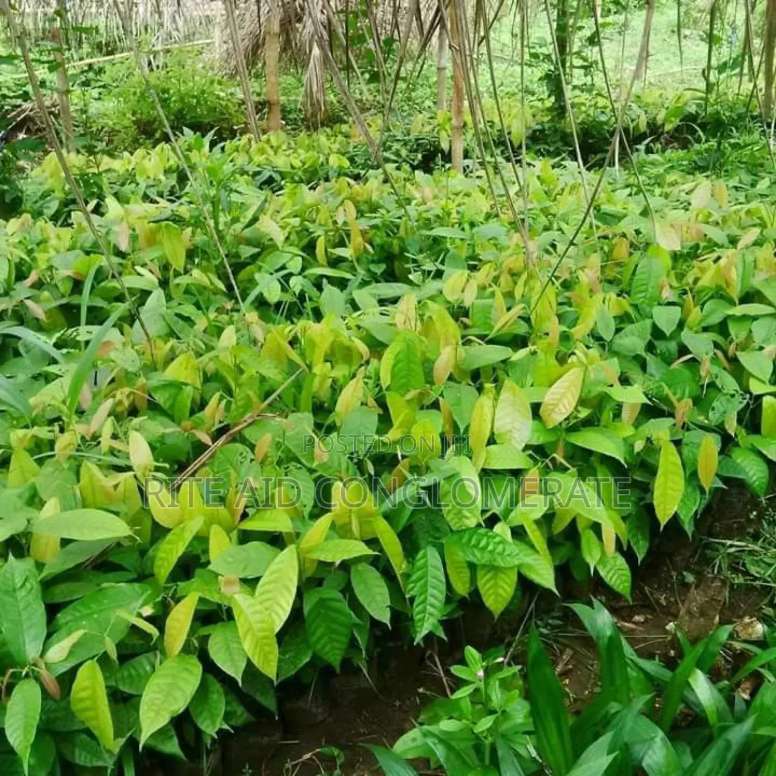 Crin Tc-8 Cocoa Seedlings