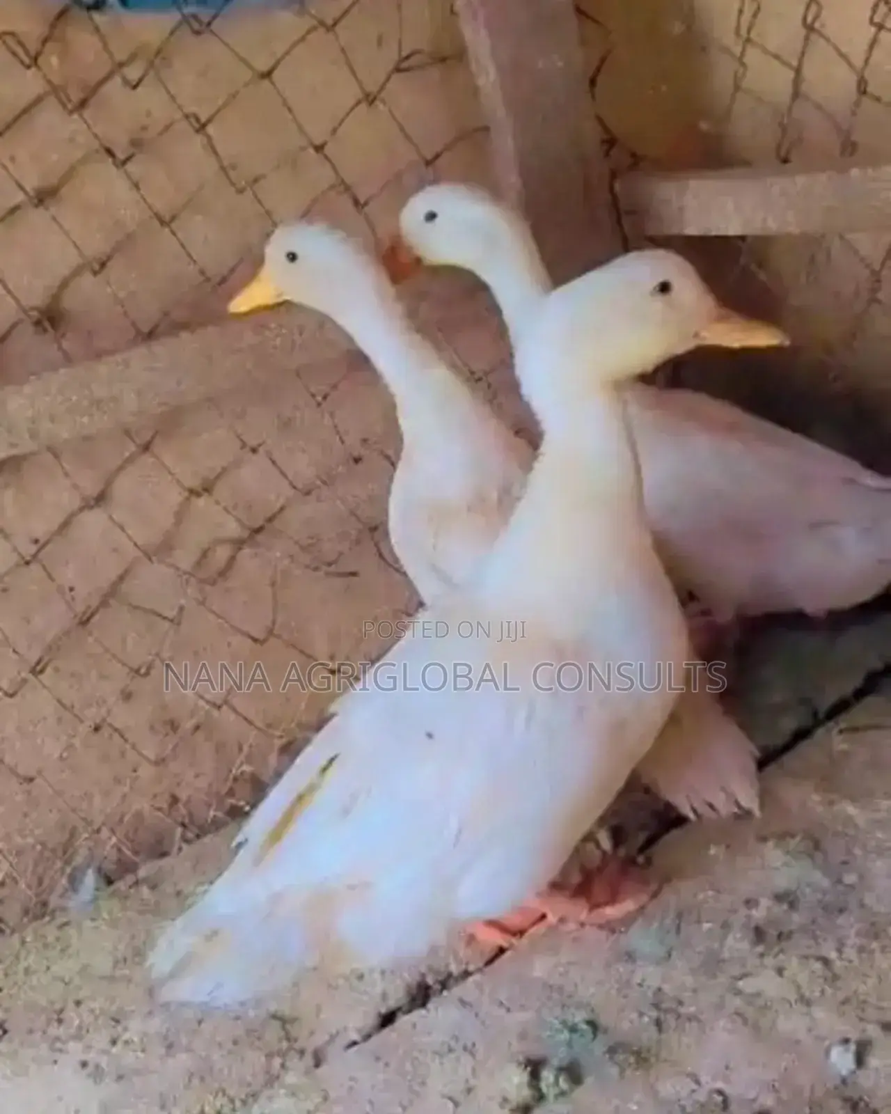 Duck Eggs and Day Old