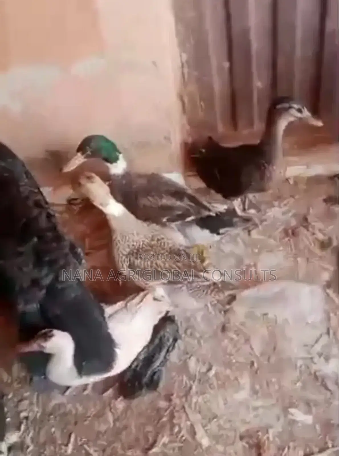 Duck Eggs and Day Old