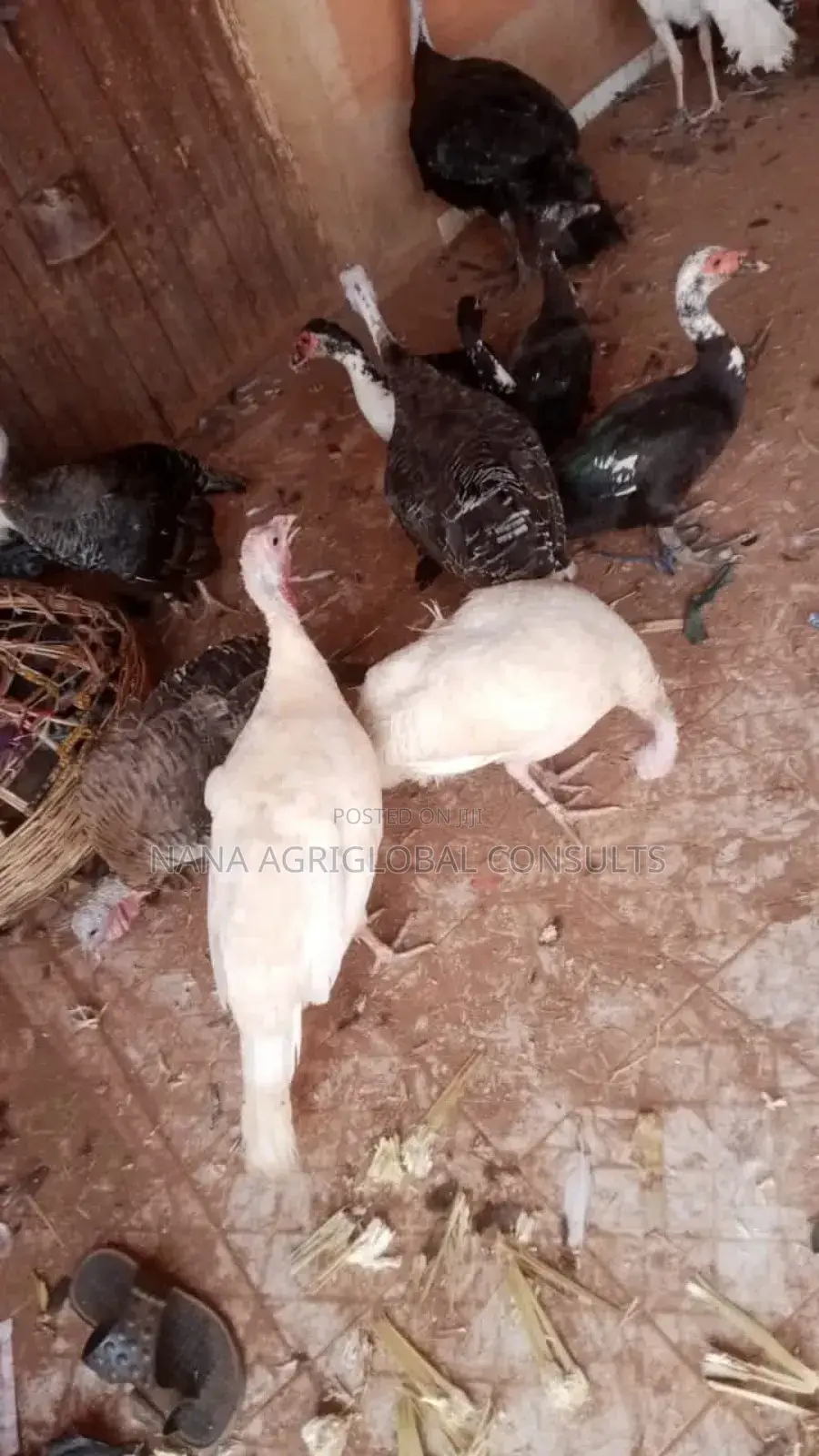 Turkey Eggs and Day Old Foreign Local