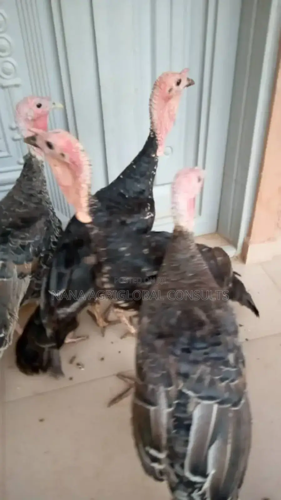 Turkey Eggs and Day Old Foreign Local