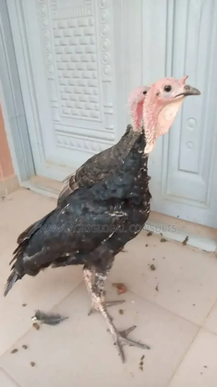 Turkey Eggs and Day Old Foreign Local