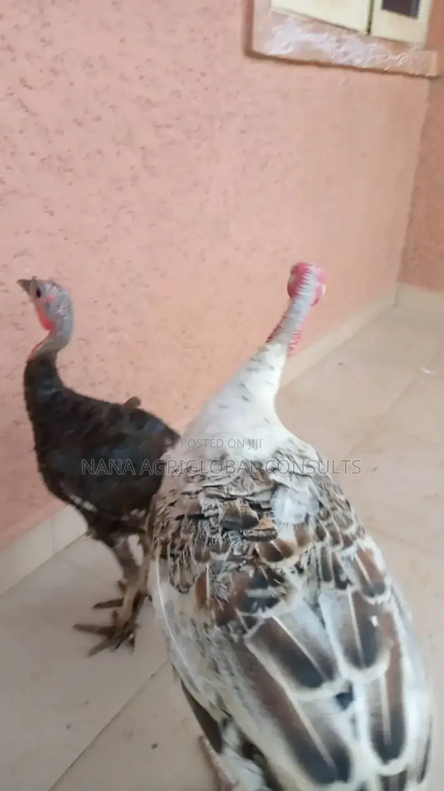 Turkey Eggs and Day Old Foreign Local