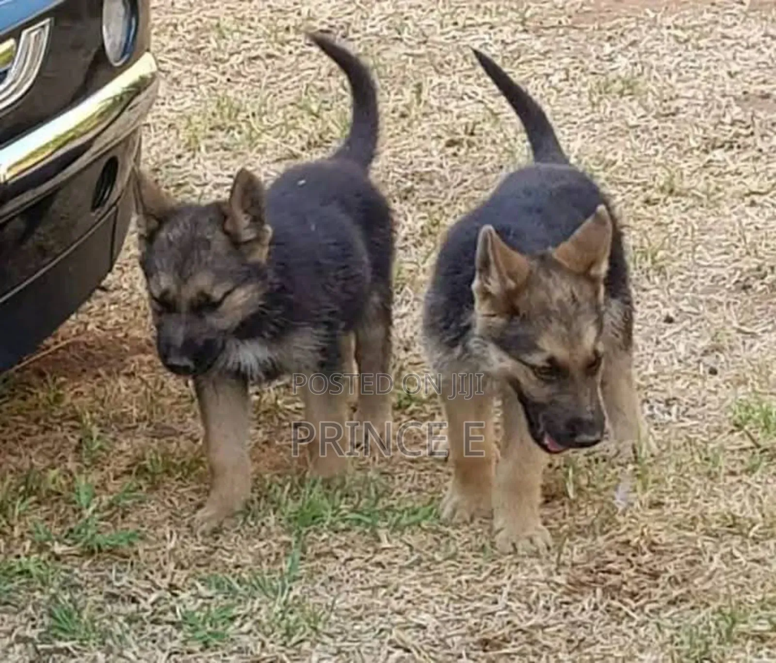 1-3 months Male Purebred German Shepherd