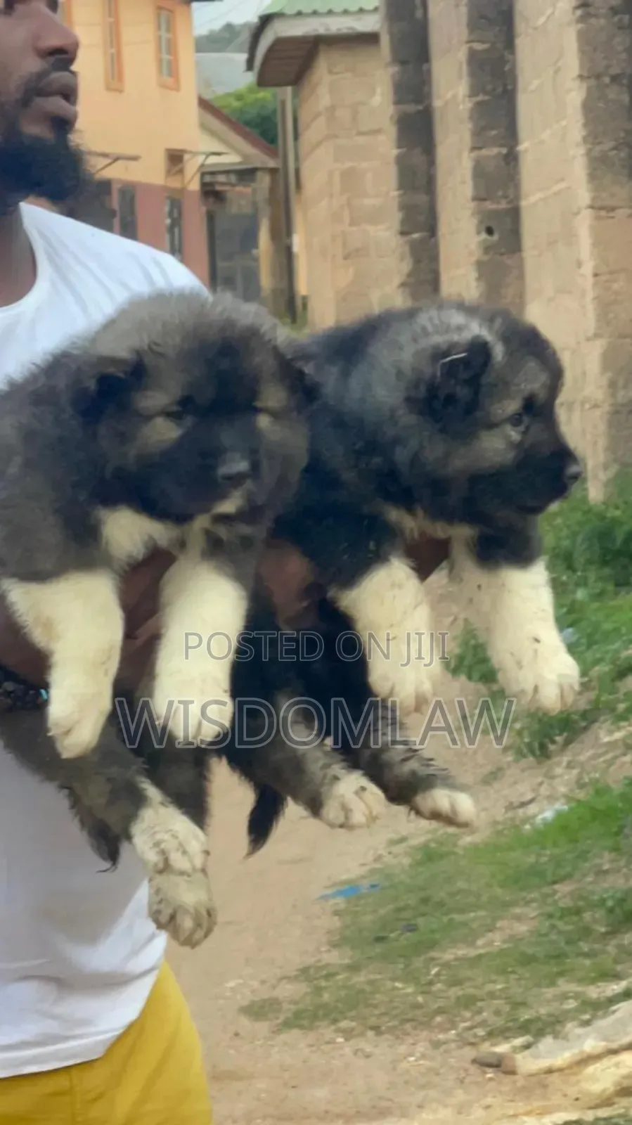 1-3 months Female Purebred Caucasian Shepherd