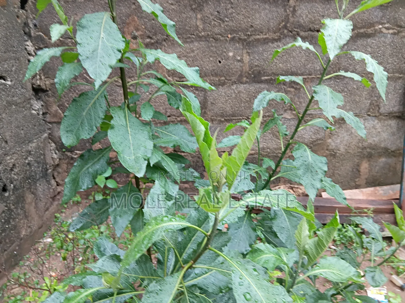 1 Acer of Land Waterfront Ebute Ikorodu Lagos