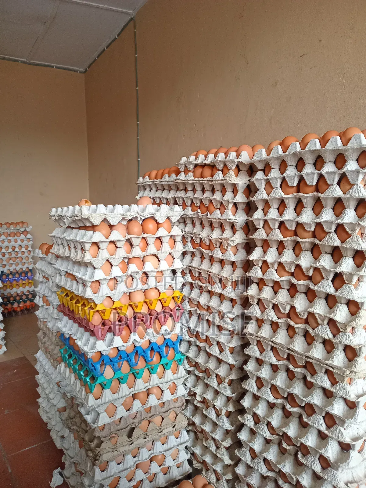 Fresh Farm Egg