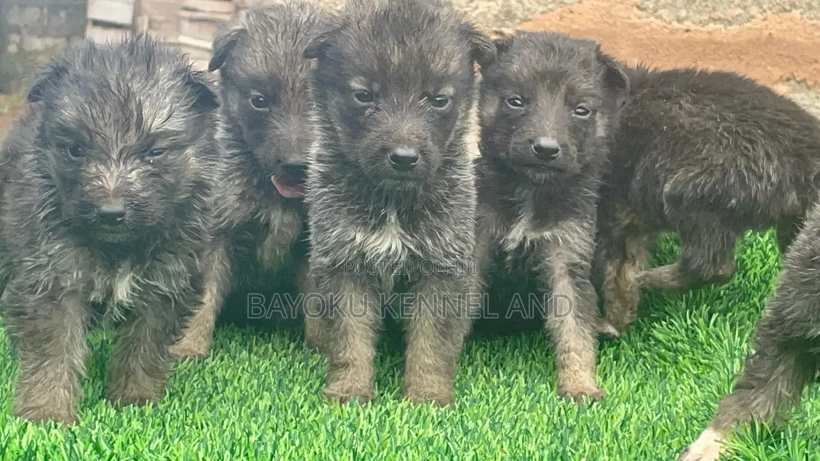 1-3 months Female Purebred German Shepherd