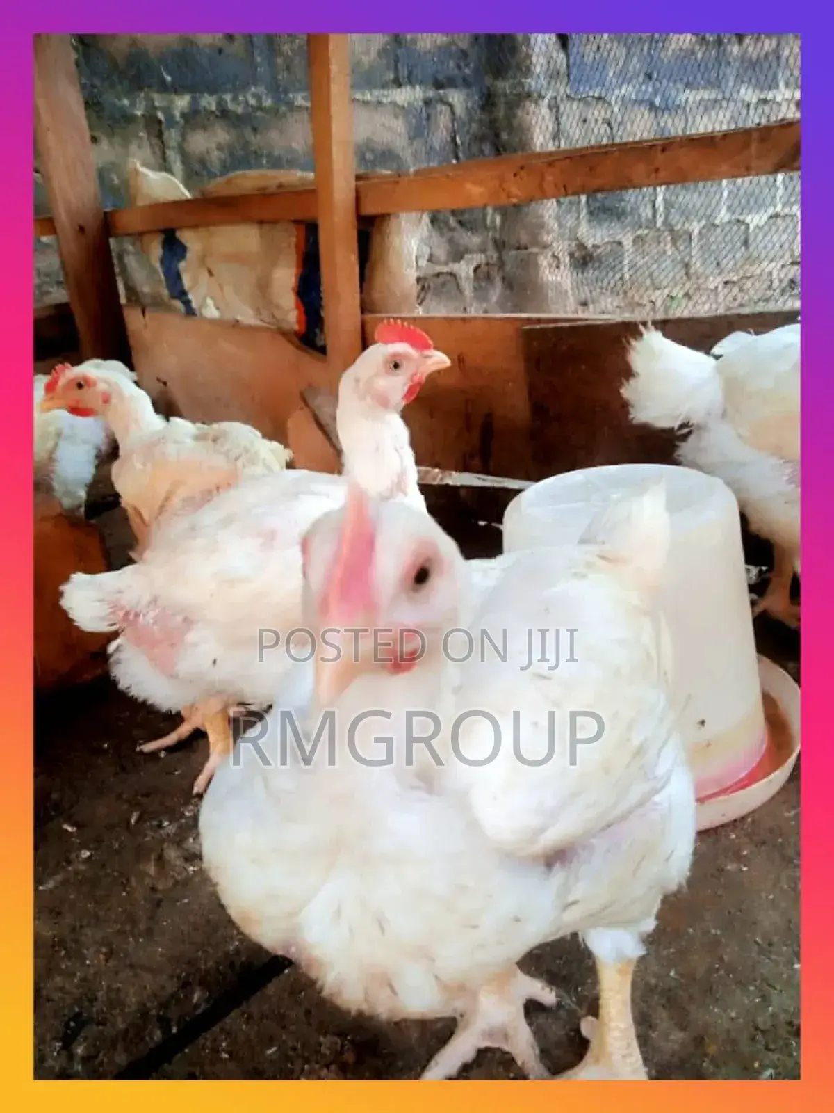 Chicken Broilers For Sale