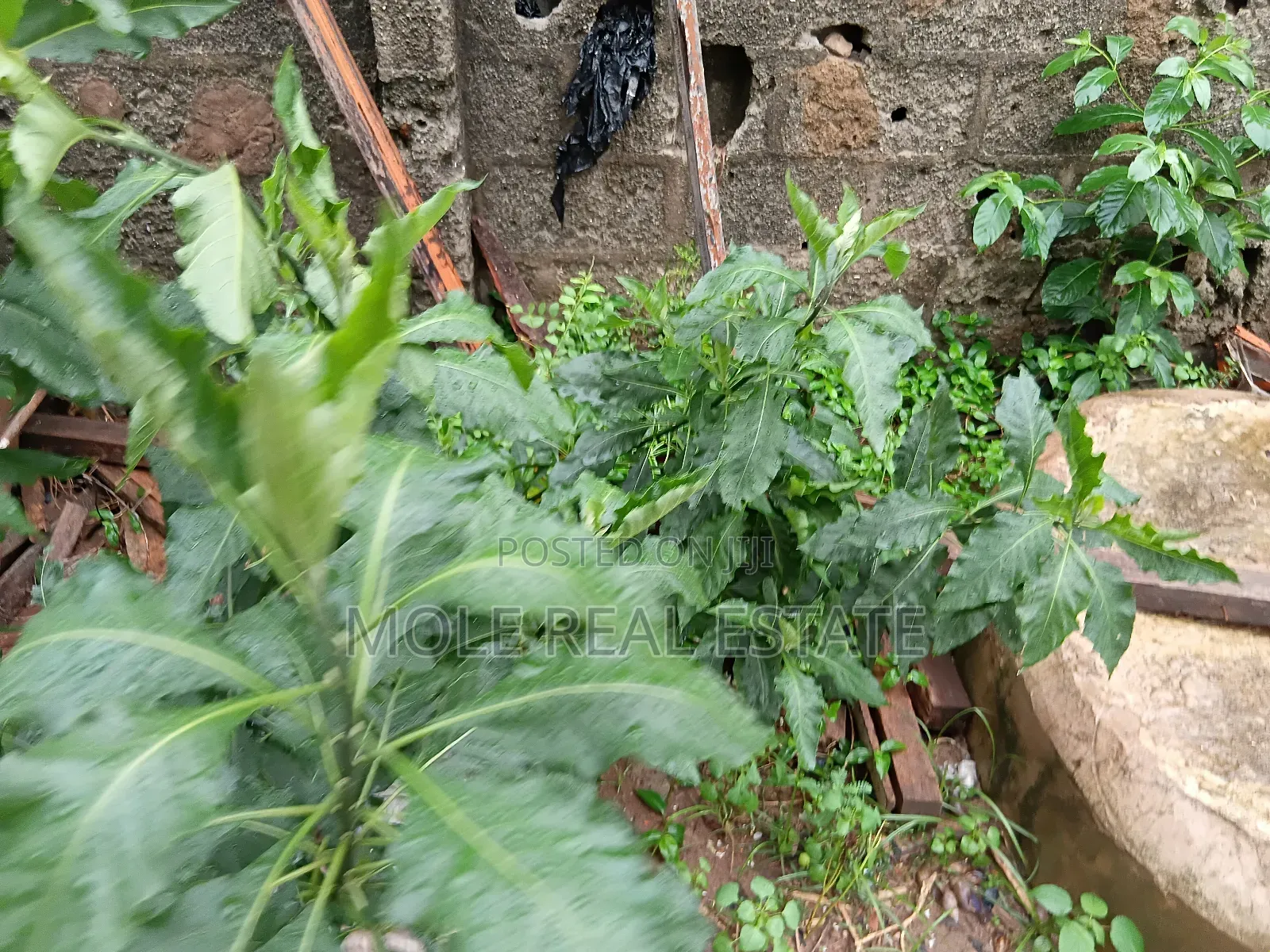Half Plot Of Land Agege Dopemu Prime Location