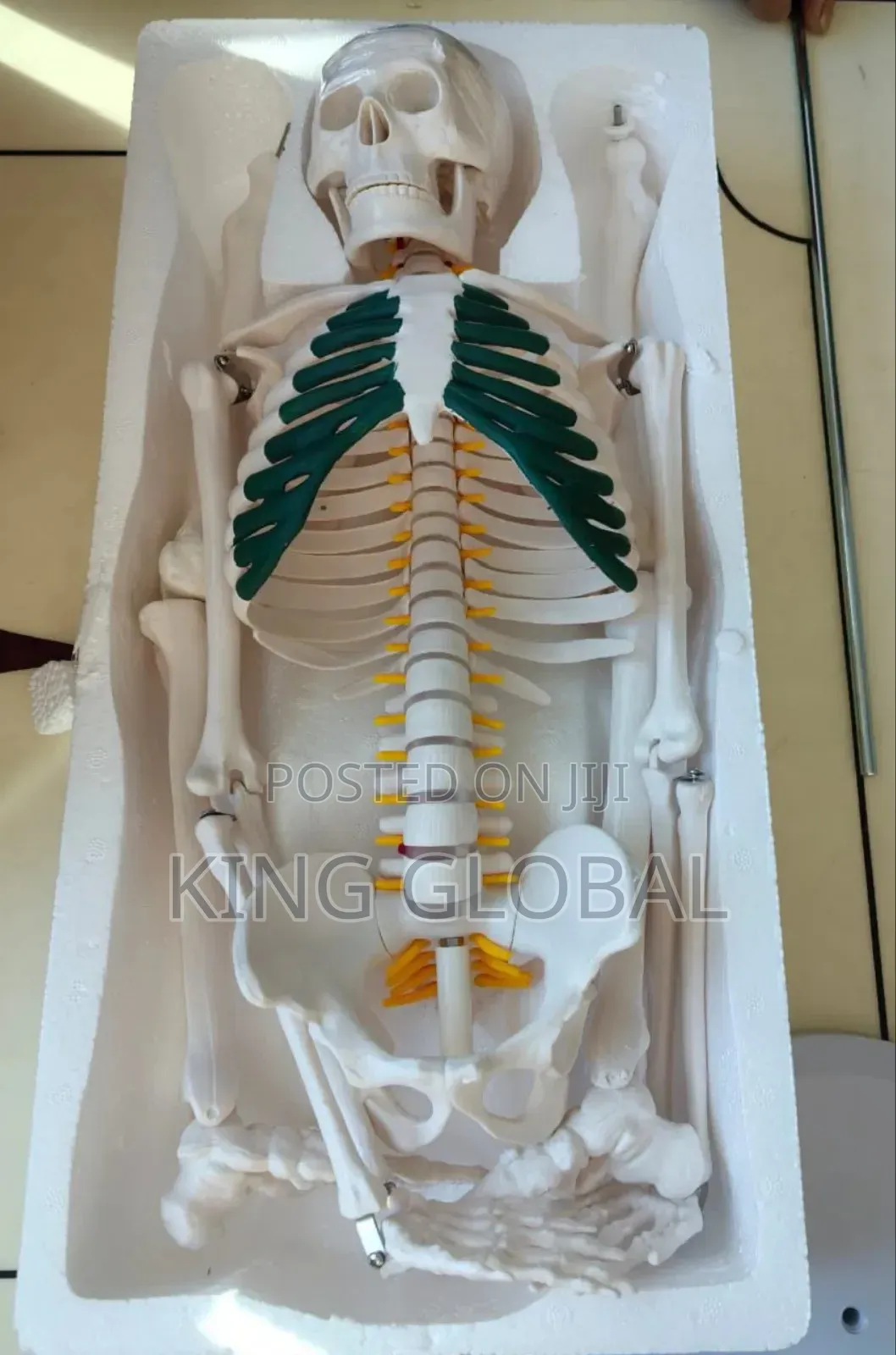 Medical Terminology Skeletal System (Human Skeleton Bones)