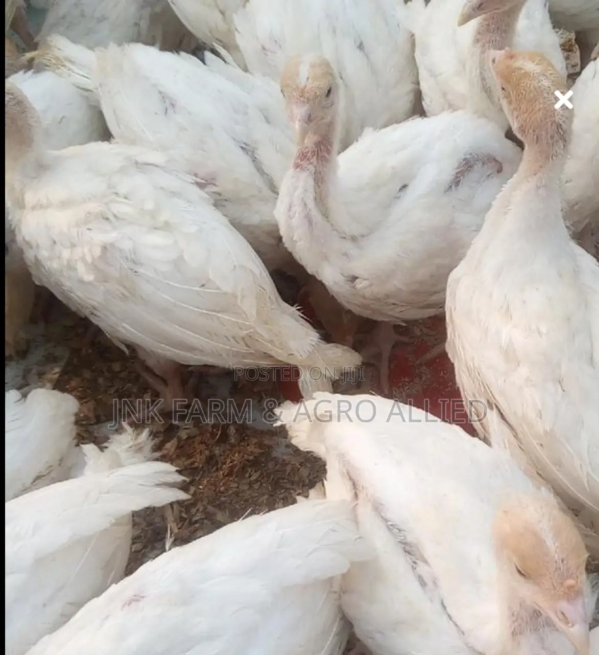 4 To 6weeks Old Fully Vaccinated Hybrid Foreign Turkey