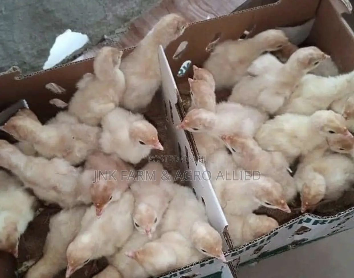 A Day Old Healthy and Quality Foreign Turkey Available