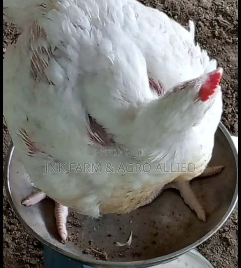 6wks Old Broiler Available
