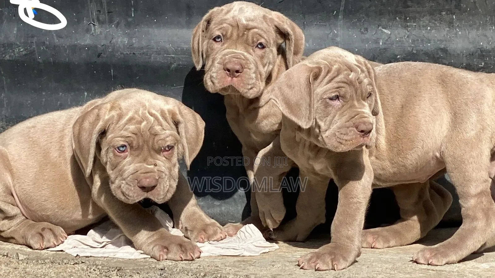 1-3 months Male Purebred Neapolitan Mastiff