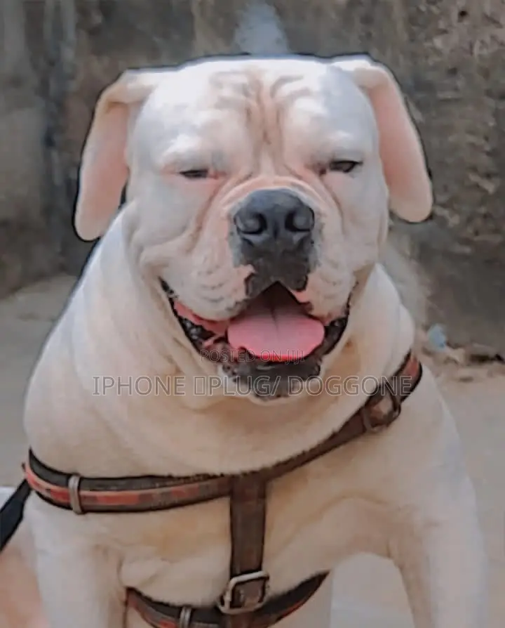 1+ year Male Purebred Bulldog