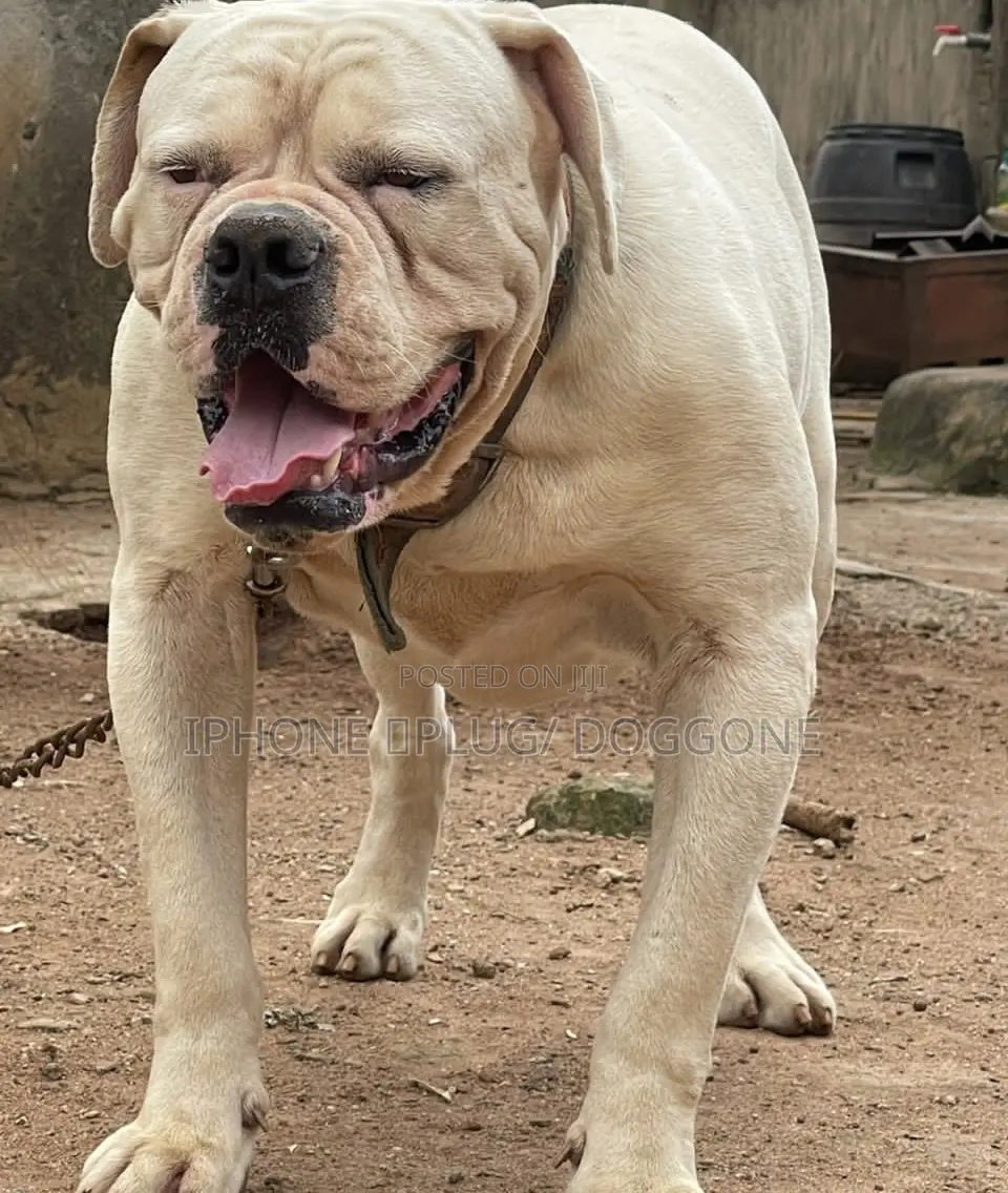 1+ year Male Purebred Bulldog