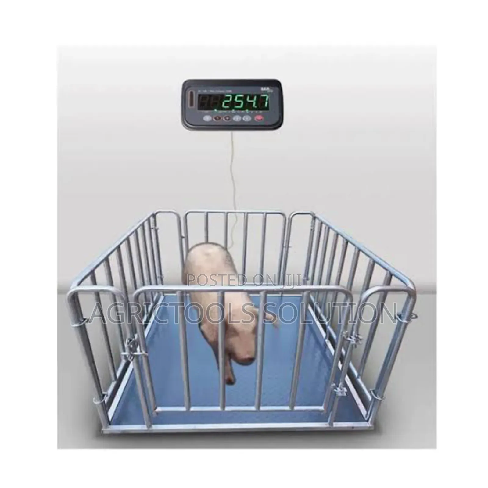 Digital Walk in Scale for Livestock