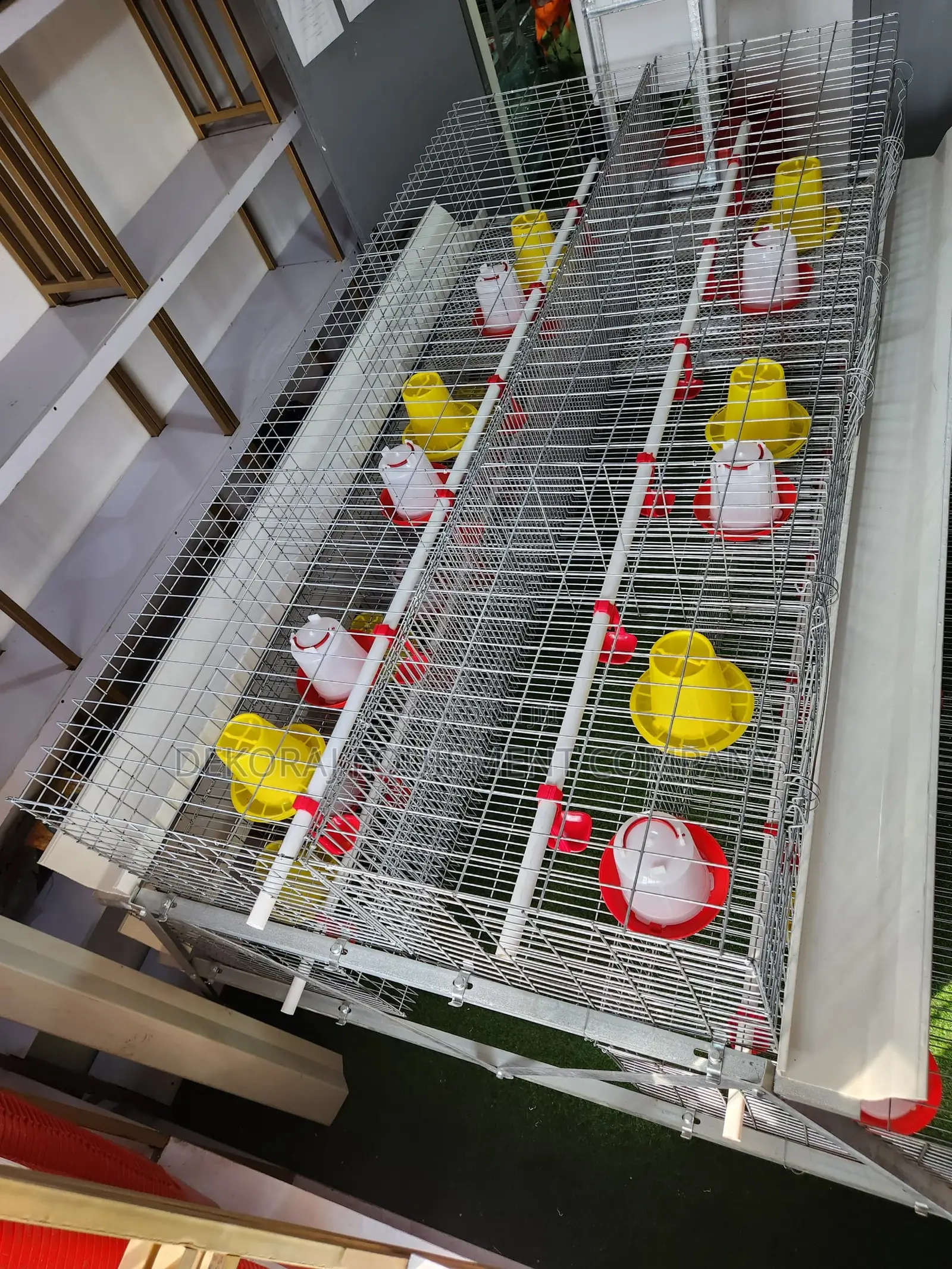 300 Birds Imported Broodingcage -broods Frm Day-old Till End