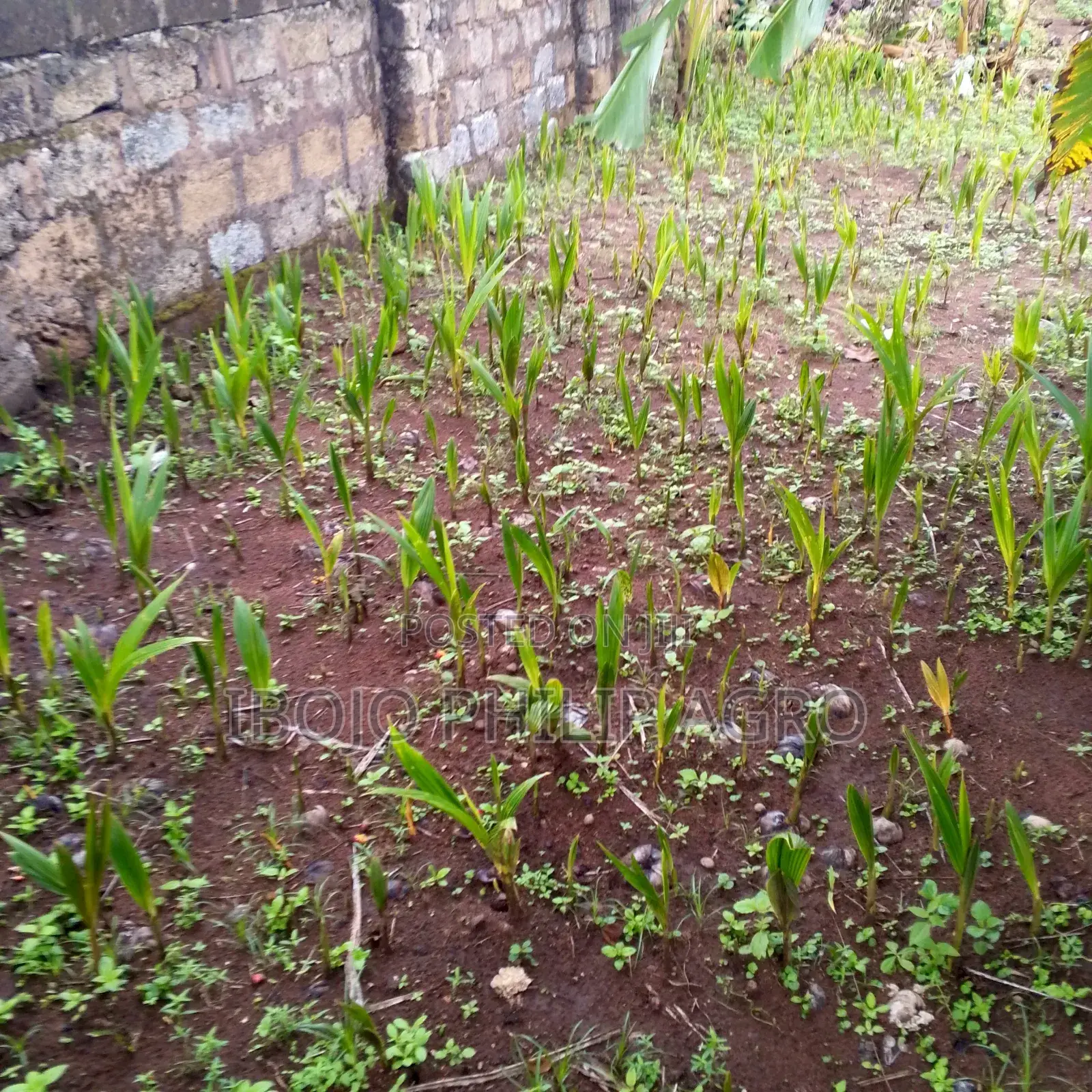 Philip Agro