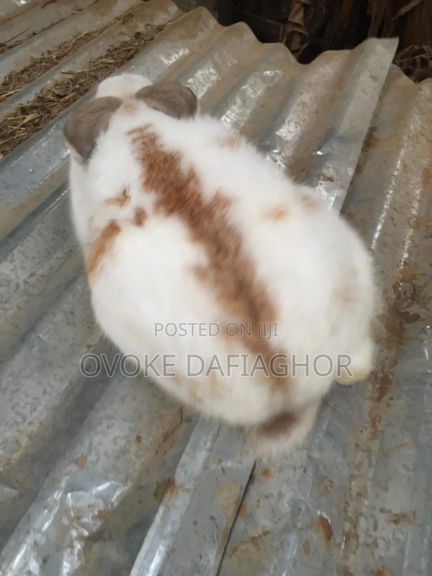 Heavy Pregnant Mama Rabbit