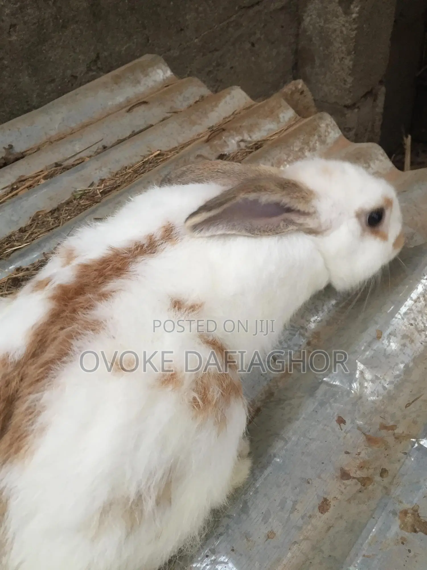 Heavy Pregnant Mama Rabbit