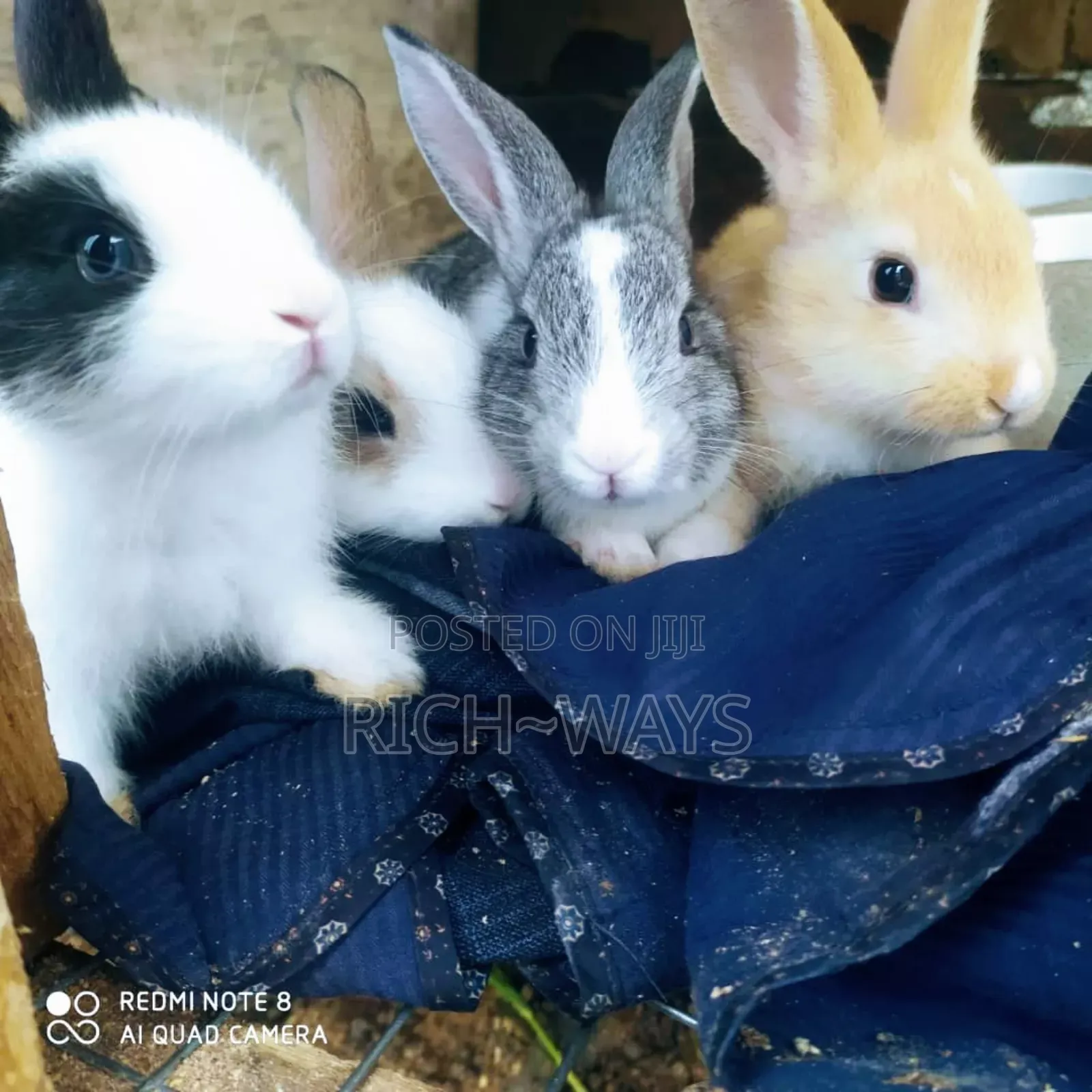 Cute American Chinchilla
