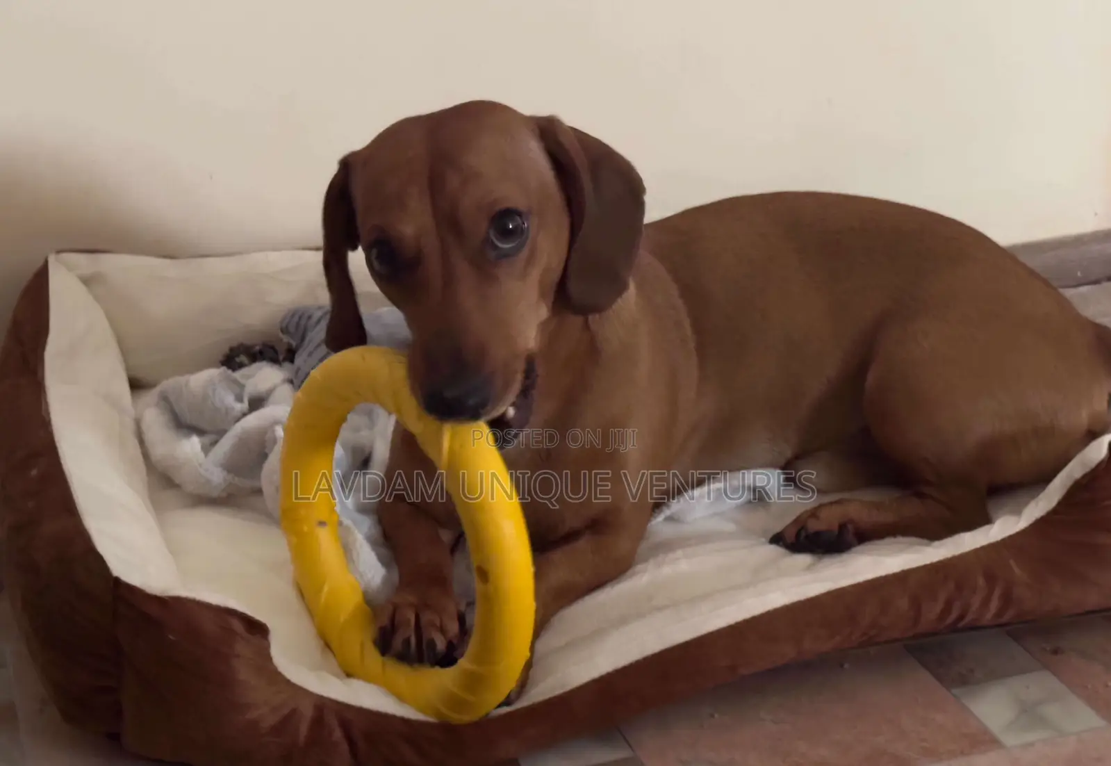 Dog Bed – For Small, Medium Large Pet / Imported Dog Bed