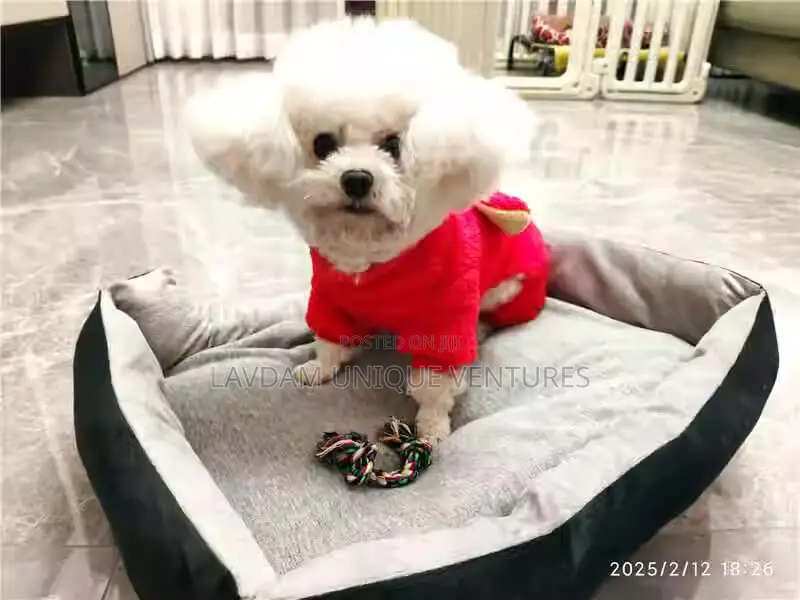 Dog Bed – For Small, Medium Large Pet / Imported Dog Bed
