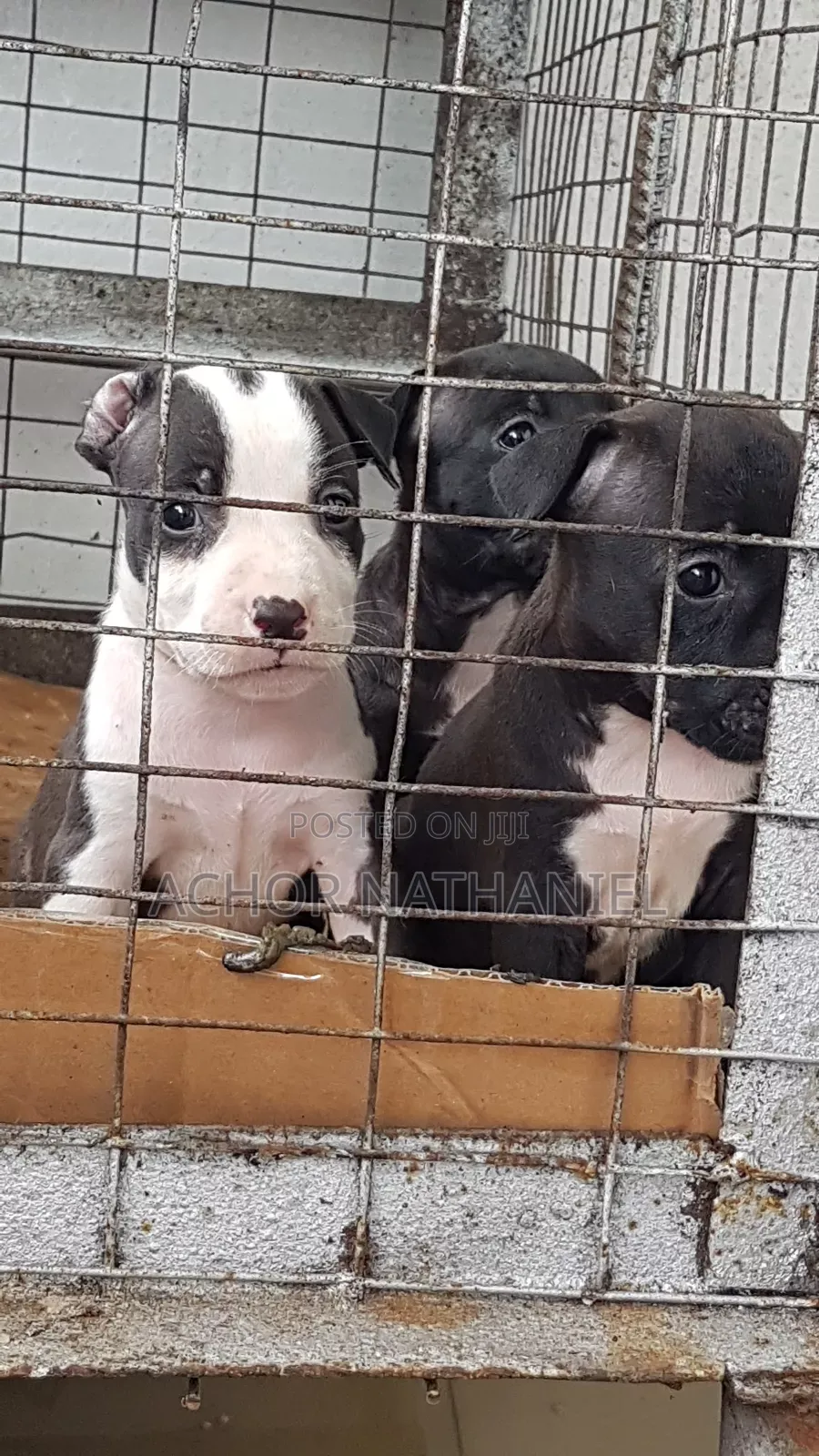 1-3 months Female Purebred American Pit Bull Terrier