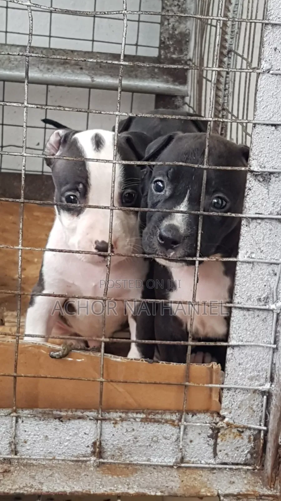 1-3 months Female Purebred American Pit Bull Terrier