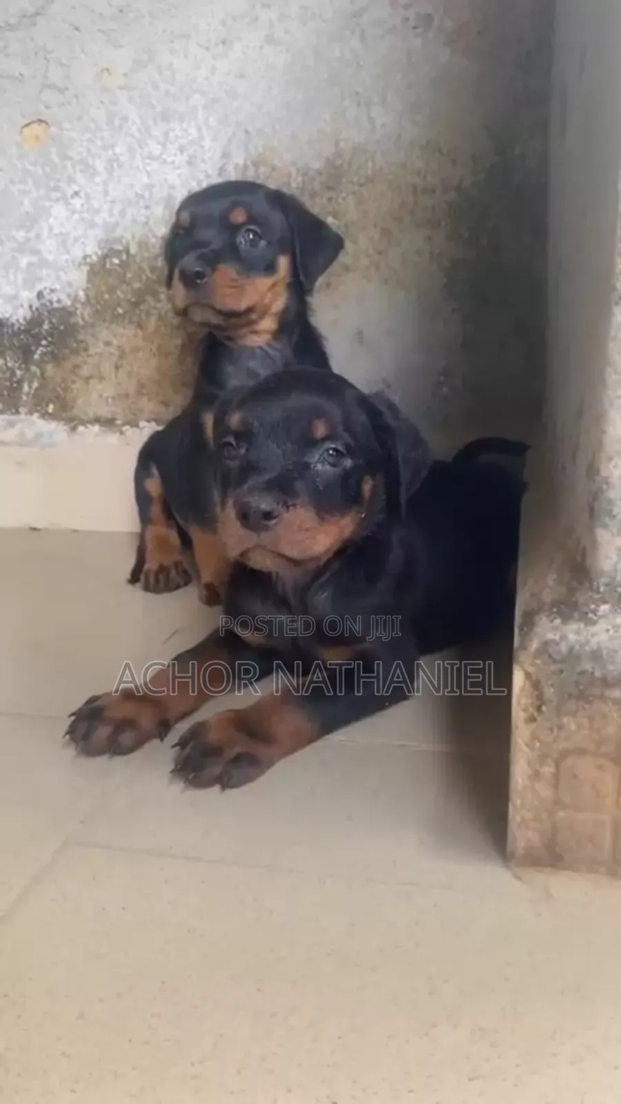 1-3 months Female Purebred Rottweiler
