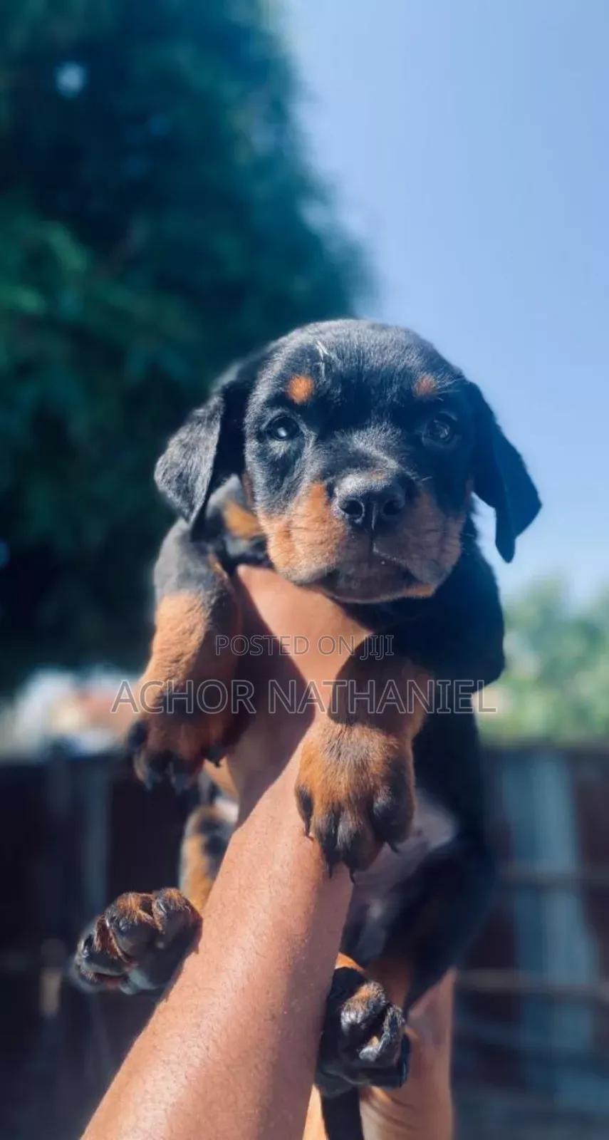 1-3 months Female Purebred Rottweiler