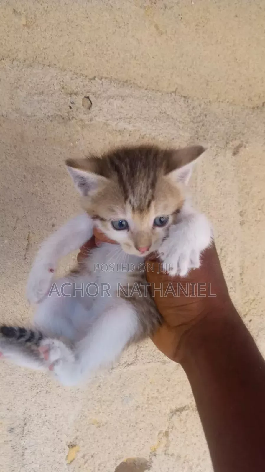 1-3 months Male Purebred Turkish Angora