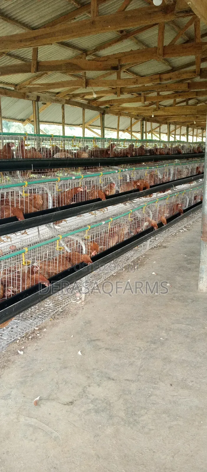 96birds Layers Cage With Full Accessories in Large Capacity
