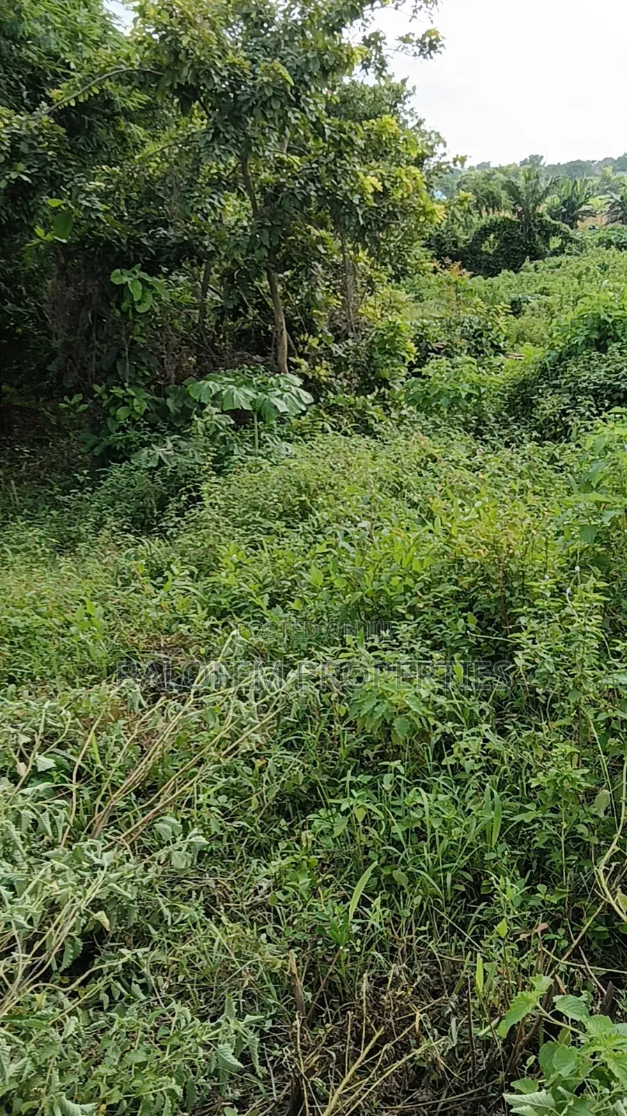 Land for Sale