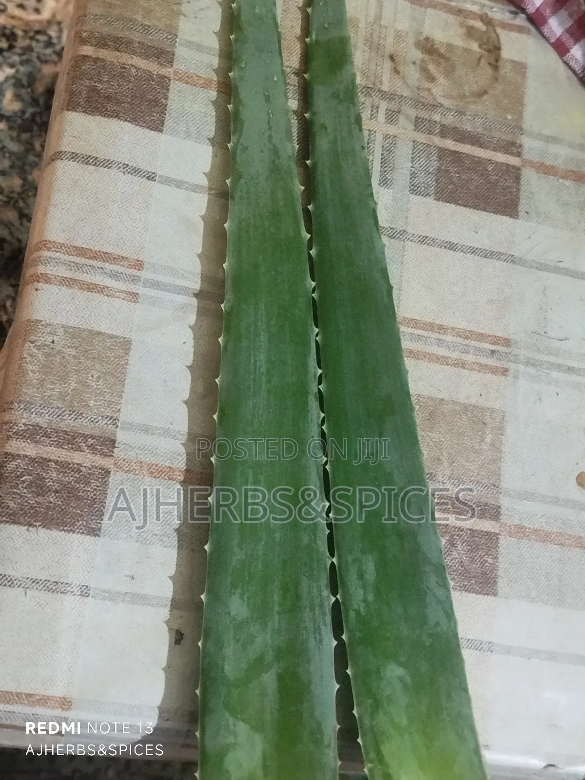 Fresh Organic Aloe Vera Leaves
