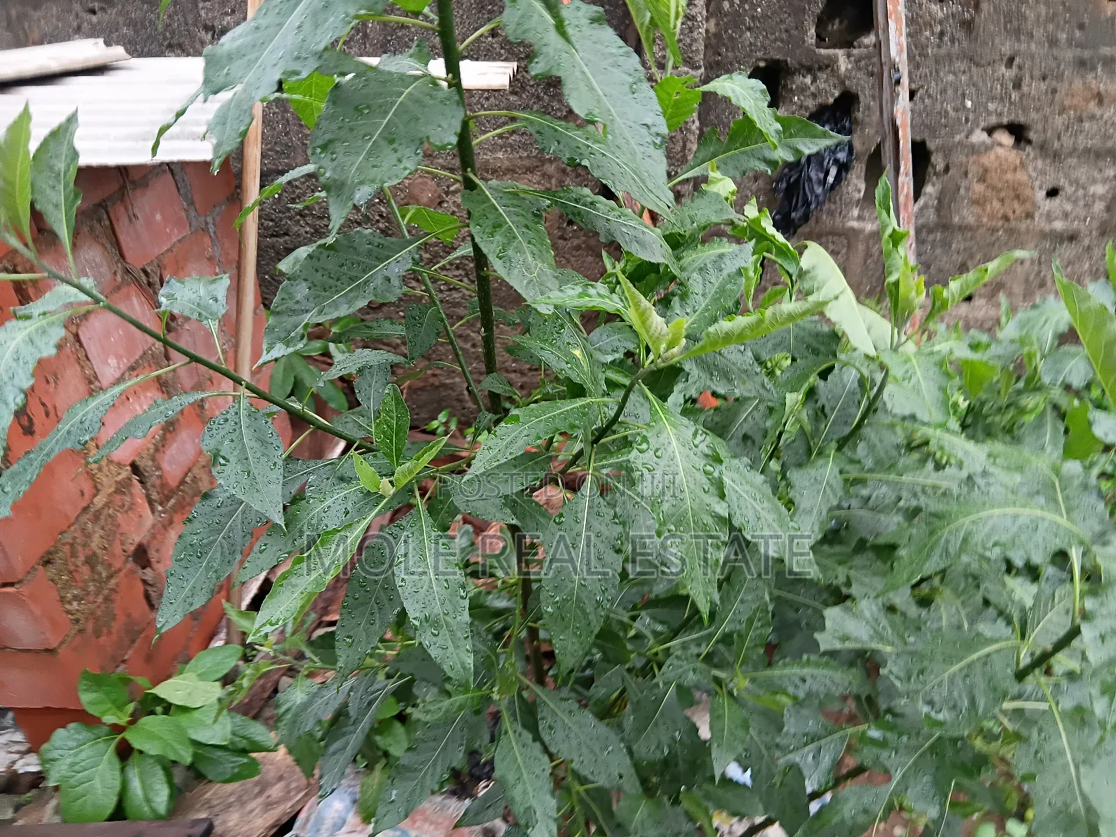 2000+ Acers Farm/Ind. Ijebu North by Odogbolu Ogun State