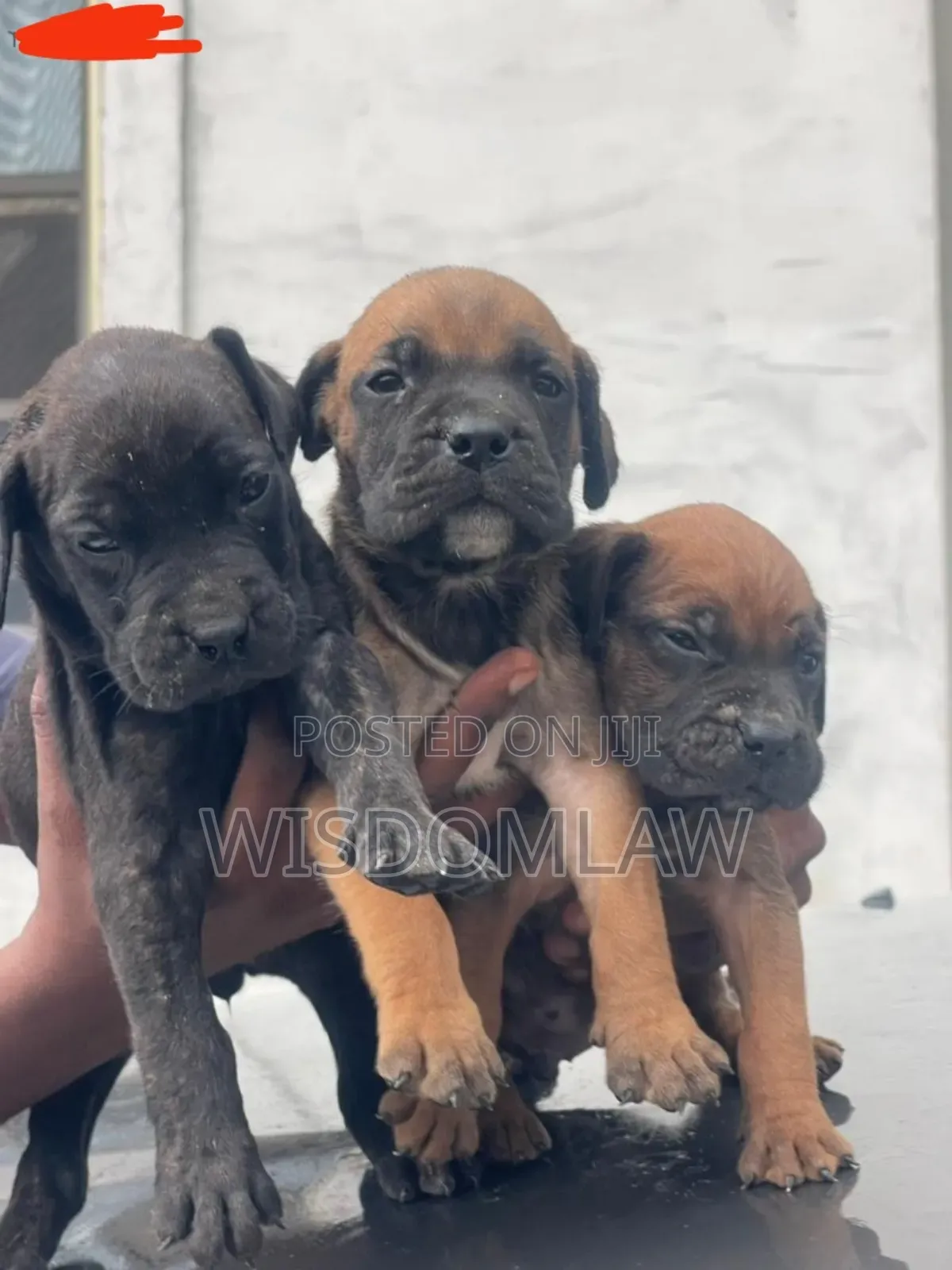 1-3 months Female Purebred Boerboel