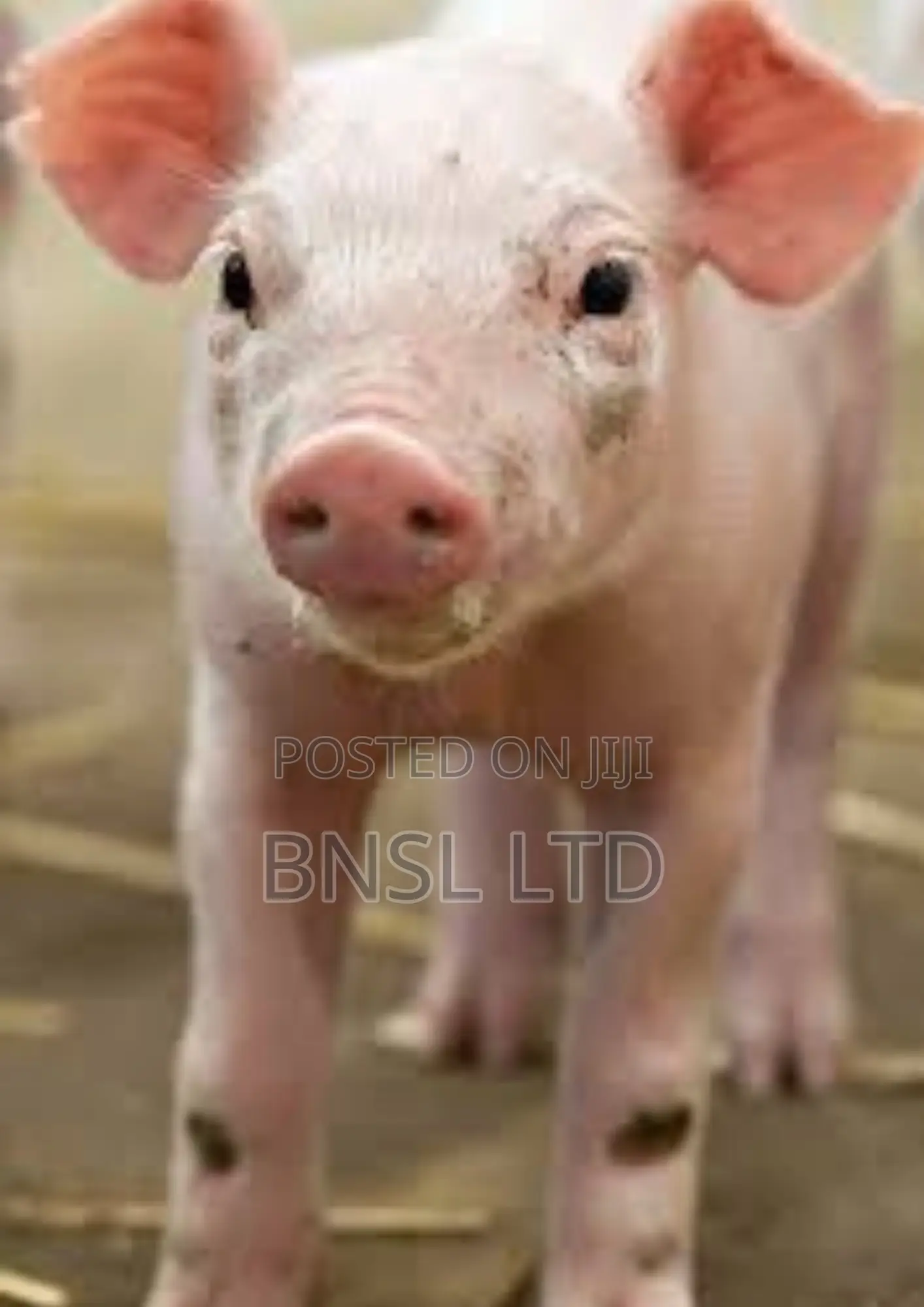 Bio-mix Pig Starter/Grower- Customize Premix (Per Kg)