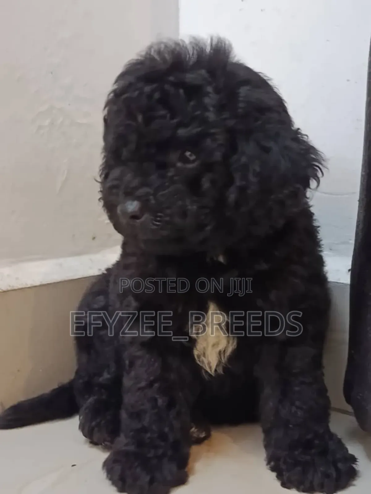 1-3 months Female Purebred Poodle