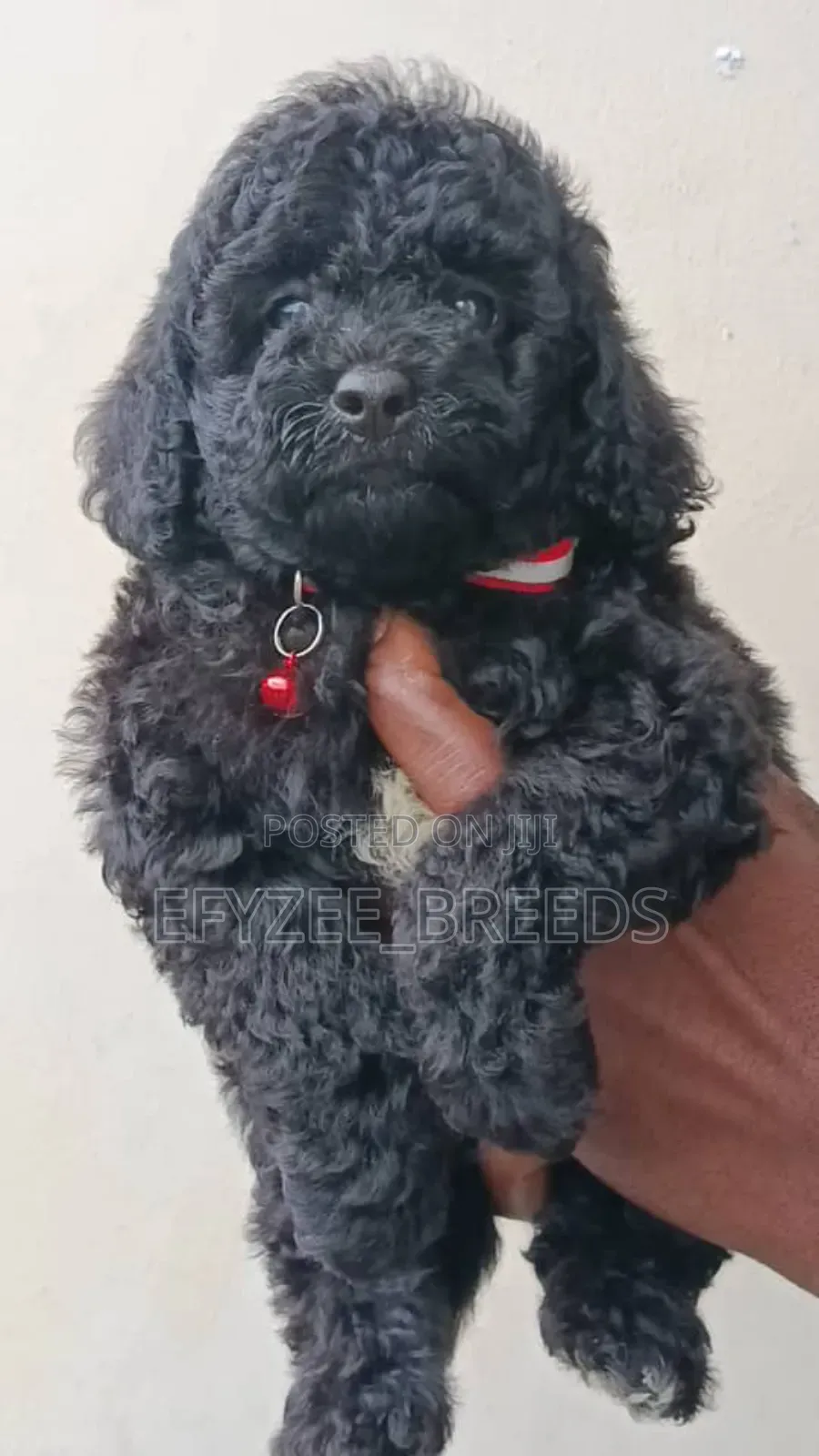 1-3 months Female Purebred Poodle