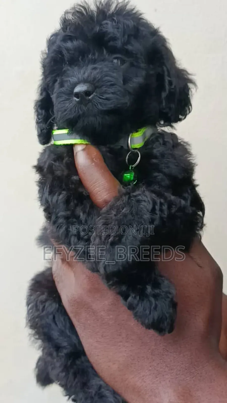 1-3 months Female Purebred Poodle